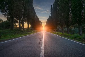 Die Allee von Bolgheri und die Sonne in der Mitte