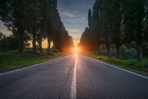 De laan van Bolgheri en de zon in het midden