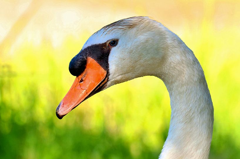 Cygne (portrait) par Leo Huijzer