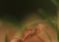 autumn, leaves, forest,