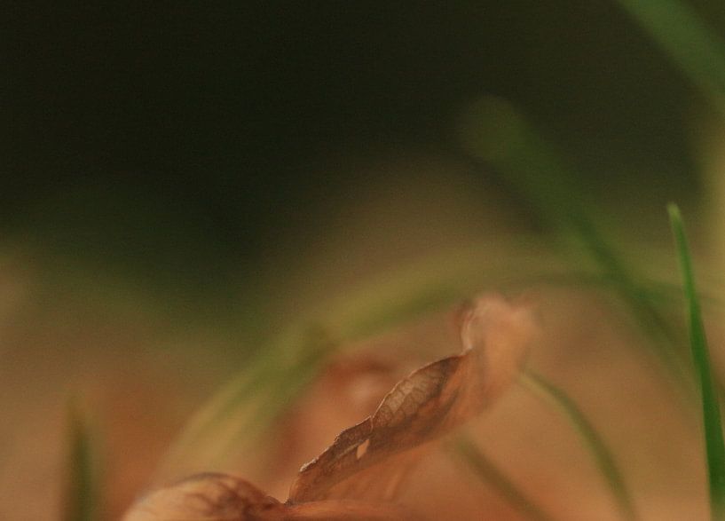 autumn, leaves, forest, by Eveline De keukelaere