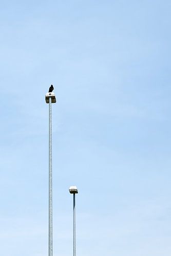 Corneille sur un lampadaire