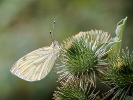 Rapsweißling von Dietmar Wolf