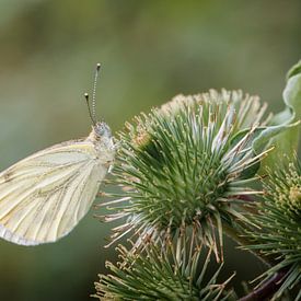 Koolzaad witte vlinder van Dietmar Wolf
