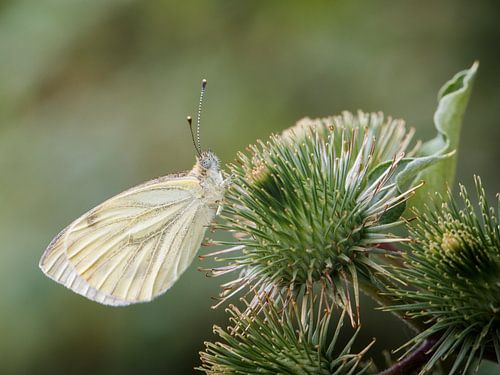 Koolzaad witte vlinder
