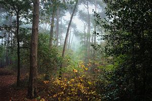 Landschap - Mistig bos von Angelique Brunas