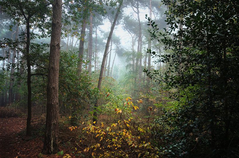 Landschap - Mistig bos van Angelique Brunas