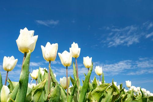 Witte tulpen in een veld tijdens de lente
