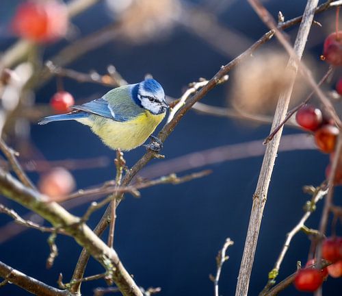 Gros plan d'une mésange bleue sur une branche