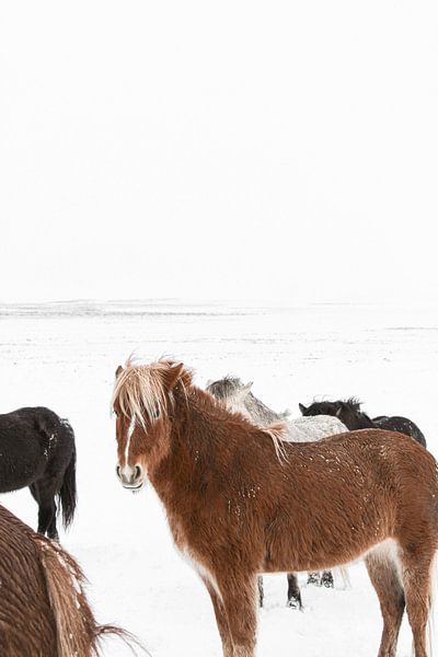 Islandpferde in einer weißen Welt in Island von Henrike Schenk