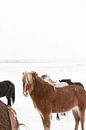 Islandpferde in einer weißen Welt in Island von Henrike Schenk Miniaturansicht