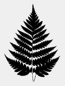 Japanischer Farn Minimalismus