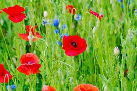 Red poppies and blue cornflowers