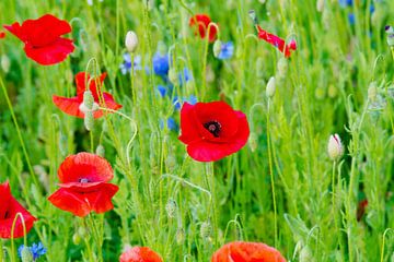 Rote Mohnblumen und blaue Kornblumen von Ivonne Fuhren-van de Kerkhof