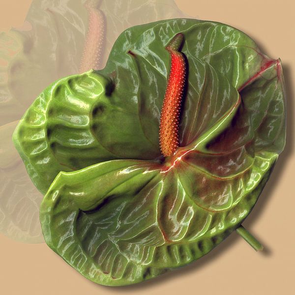 Flamingo flower II by Istvan Szabo