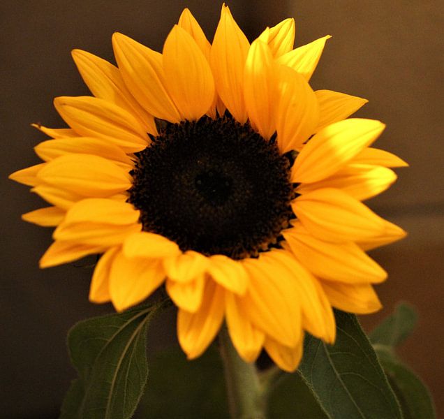 The sunflower by Simone van Ballegooij