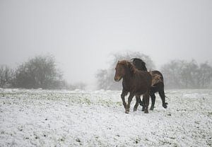 rennende pony's in de sneeuw van Tania Perneel