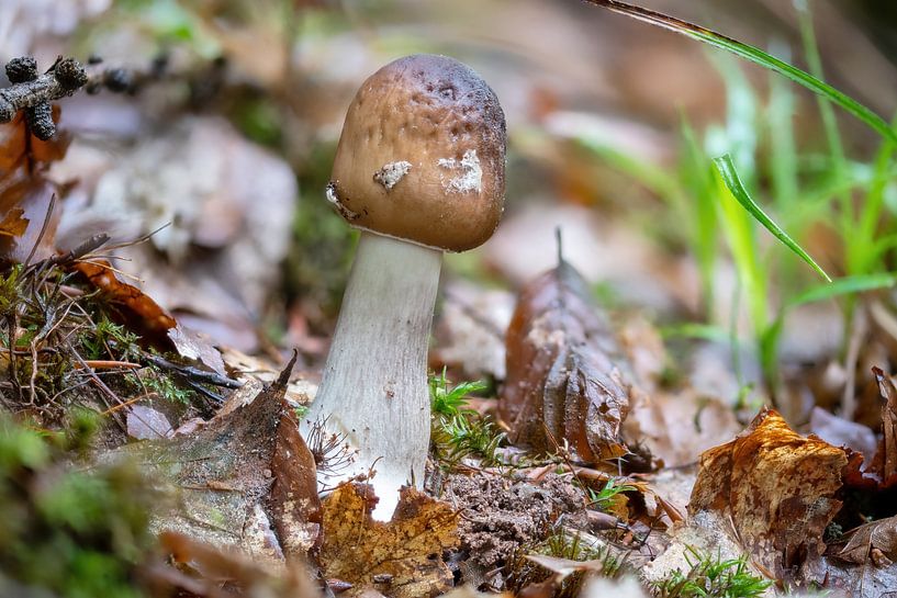 Pilz von Hans-Jürgen Janda