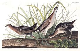 Marouette de Caroline