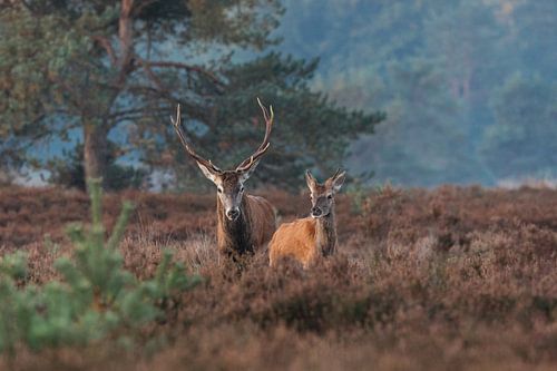Edelhert, mannetje met gewei, en jong.