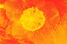 Christrose Orange von Marc Heiligenstein