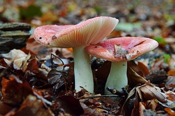 twee paddestoelen in de herfst op een ondergrond van dorre bladeren in het bos van Robin Verhoef