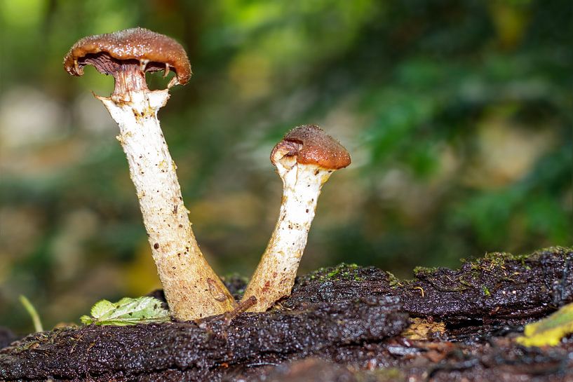 Honey fungus by Anjo ten Kate