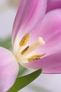 La tulipe est ouverte