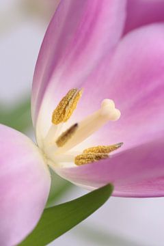 Tulpe ist geöffnet von Augenblicke im Bild