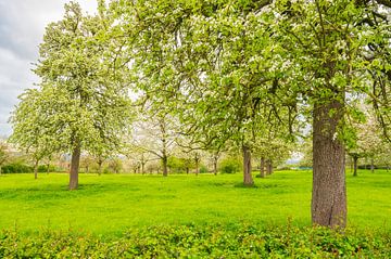 Bloeiende fruitbomen in de lente in Zuid-Limburg