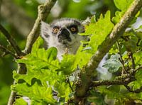 Verstopt in de boom
