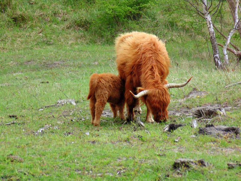 Hooglander par Koos Iperen