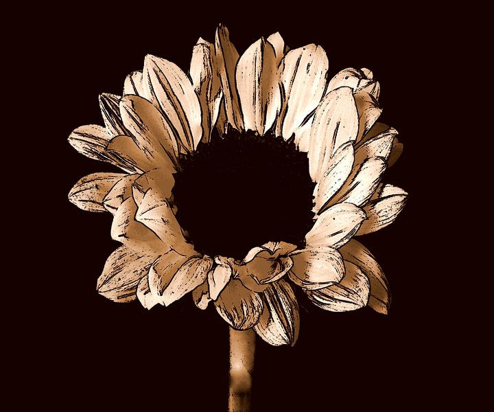 Sunflower ( print ) in sepia. by Jose Lok