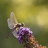 Libelle in de Buddleja von Cornelius Fontaine