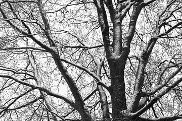 Sneeuw bedekte eikenboom silhouet, monochroom van Imladris Images