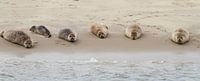 Zeehonden op zandplaat par Peter Grobbee Aperçu