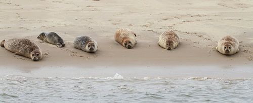 Seals on sandbank