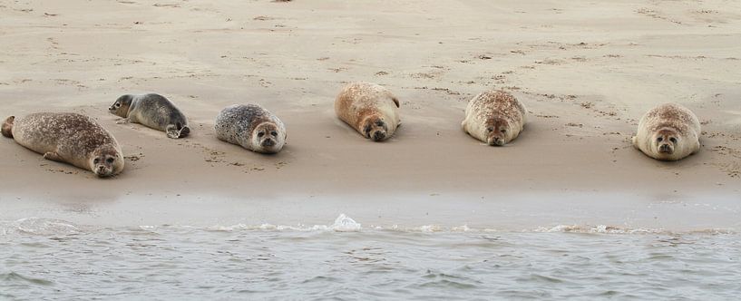 Zeehonden op zandplaat par Peter Grobbee