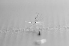 fluffy stuff by hetty'sfotografie