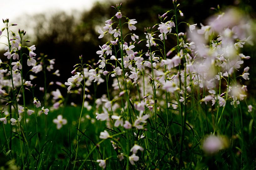 pinksterbloemen by Nienke Stegeman