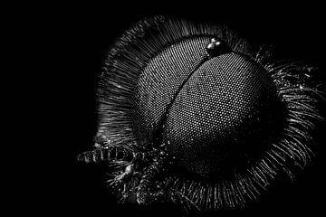 Les yeux d'une mouche - bibio marci sur pixxelmixx