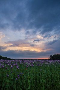 Sonnenuntergang an einem lila Mohnfeld