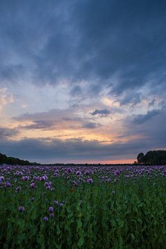 Zonsondergang bij een paars klaprozenveld van Horst Husheer