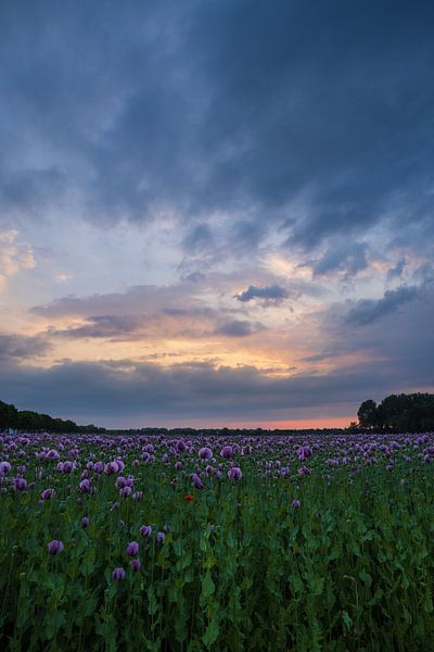 Sunset at a purple poppy field by Horst Husheer