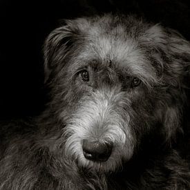 Irish Wolfhound van Stephen Young