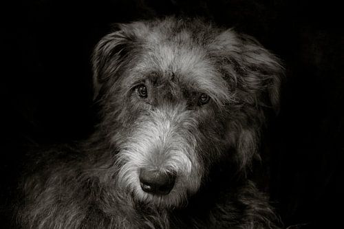 Irish Wolfhound
