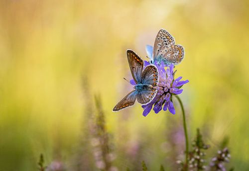 Twee Icarusblauwtjes op het duifkruid