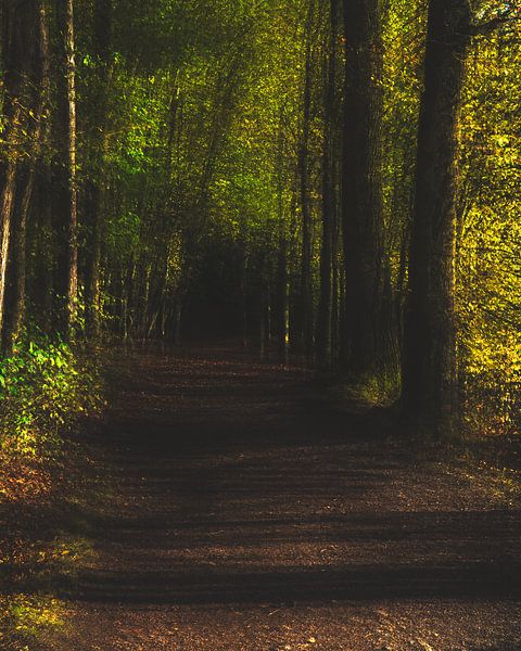 Forest abstraction #2 by Studio Keserű