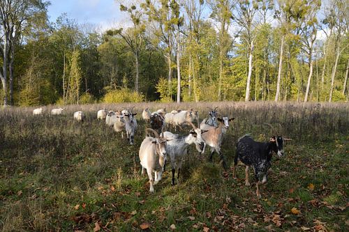 Ovins et caprins / Pâturage de la réserve naturelle