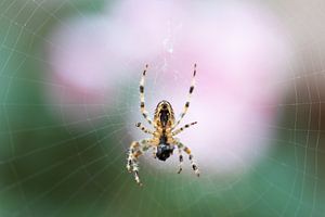 Spinne mit Beute